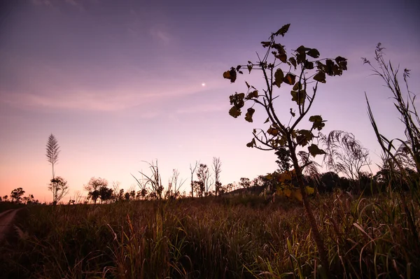 Paisagem natural, Pôr-do-sol bonito sobre campo de grama savana em Thungyai Naresuan Wildlife Sanctuary - O patrimônio mundial, Tailândia — Fotografia de Stock