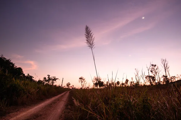 Natureza paisagem, Estrada de savana Campo em temporada de verão . — Fotografia de Stock