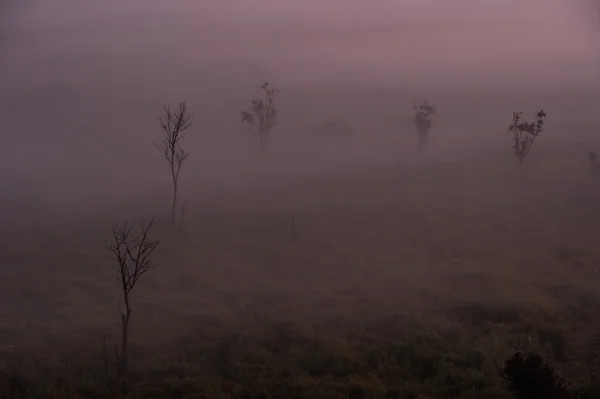 Belleza de la naturaleza en el sitio de la herencia de mundo, Thungyai Naresuan fores — Foto de Stock