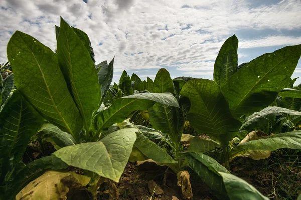 Plantation, tabak laat in het veld met de lucht en de wolken in de achtergrond. — Stockfoto