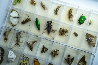 Entomoloji ve Doğa Bilimleri.