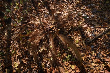 Yaprak döken orman, yaprak döken dipterocarp forest, Kuru sezon Tayland doğal