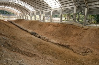 Jeoloji Bilimleri, taşlaşmış bir benzersiz Qafqaz sürecinde Tayland ahşap büyük bir parçası