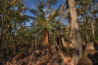Yaprak döken orman, yaprak döken dipterocarp forest, Kuru sezon Tayland doğal