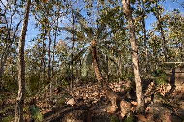 Yaprak döken orman, yaprak döken dipterocarp forest, Kuru sezon Tayland doğal