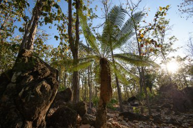 Yaprak döken orman, yaprak döken dipterocarp forest, Kuru sezon Tayland doğal