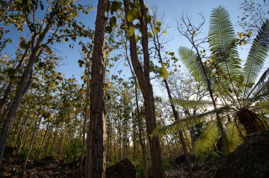 Yaprak döken orman, yaprak döken dipterocarp forest, Kuru sezon Tayland doğal
