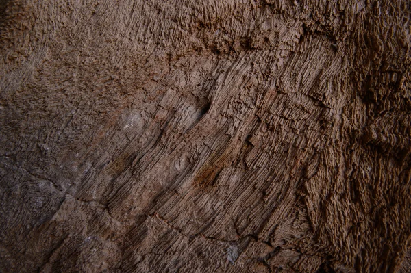 Sciences géologiques, Petrified wood texture background. Ancienne pierre gemme naturelle . — Photo