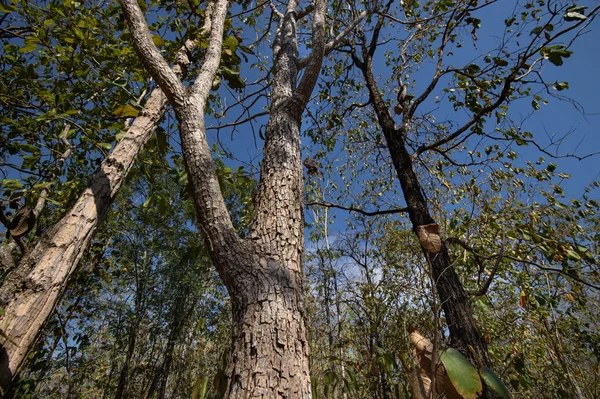 Deciduous forest, Deciduous dipterocarp forest, scenic of dry season in Thailand