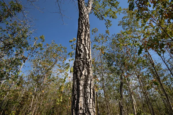 Bosque caducifolio, Bosque caducifolio de dipterocarpio, pintoresco de estación seca en Tailandia —  Fotos de Stock