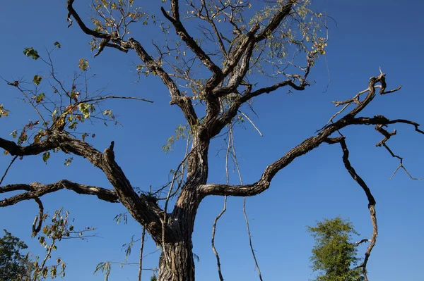 Мертве дерево на фоні блакитного неба — стокове фото