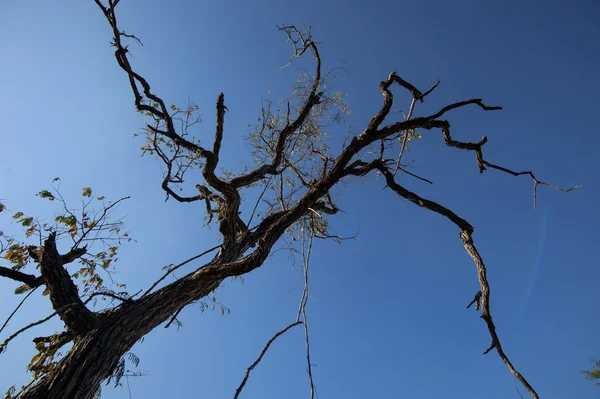 Árbol muerto sobre fondo azul del cielo —  Fotos de Stock