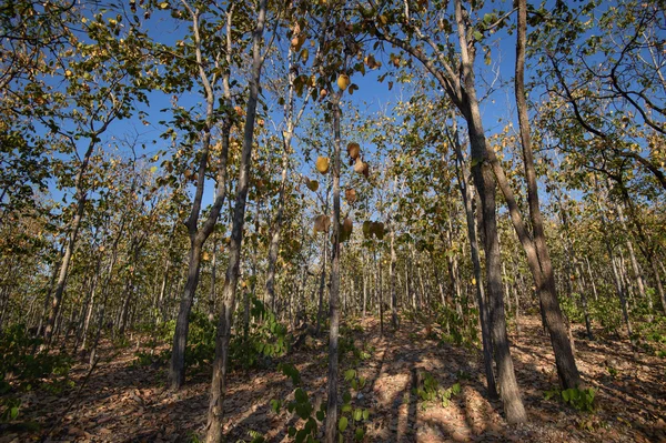 Yaprak döken dipterocarp forest, Kuru sezon Tayland doğal