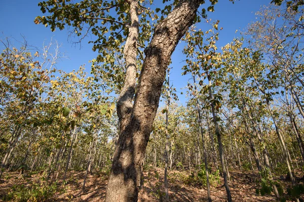 Yaprak döken dipterocarp forest, Kuru sezon Tayland doğal