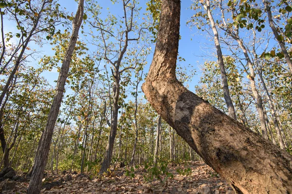 Yaprak döken dipterocarp forest, Kuru sezon Tayland doğal