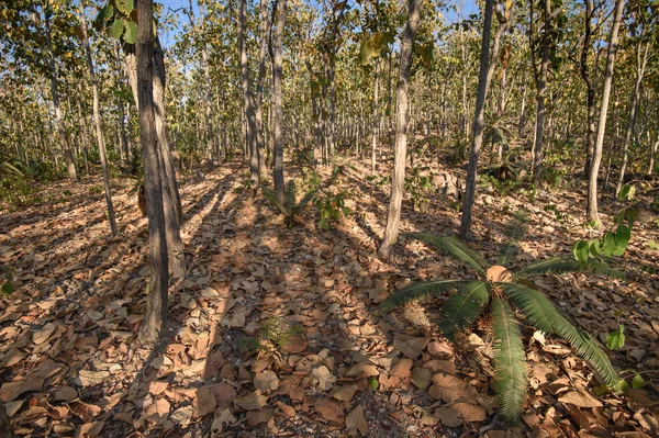Bladverliezende dipterocarp bos, schilderachtige van droge seizoen in Thailand — Stockfoto