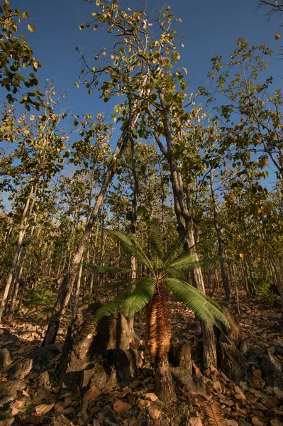 Yaprak döken dipterocarp forest, Kuru sezon Tayland doğal