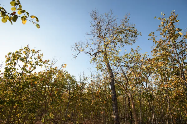 Yaprak döken dipterocarp forest, Kuru sezon Tayland doğal