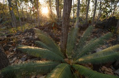Yaprak döken orman, yaprak döken dipterocarp forest, Kuru sezon Tayland doğal