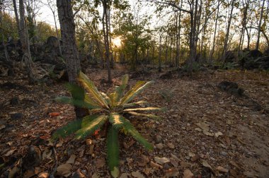 Yaprak döken orman, yaprak döken dipterocarp forest, Kuru sezon Tayland doğal