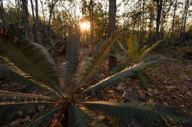 Yaprak döken orman, yaprak döken dipterocarp forest, Kuru sezon Tayland doğal