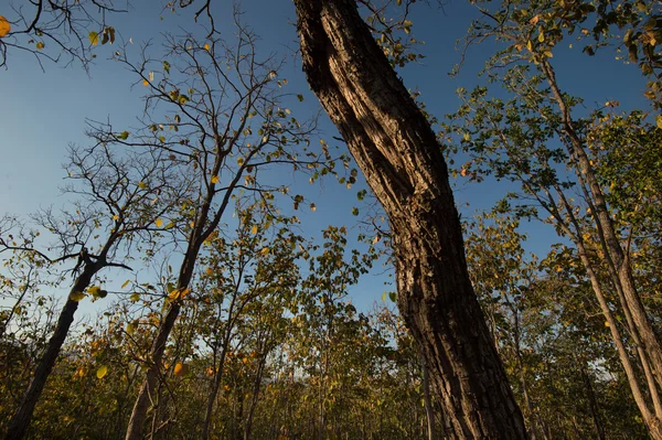 Deciduous dipterocarp forest, pemandangan musim kemarau di Thailand — Stok Foto