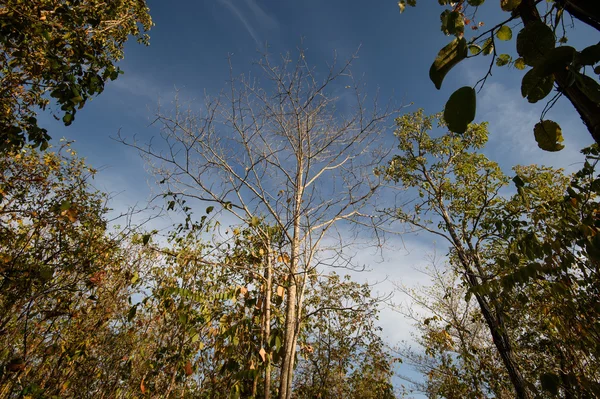 Bosque caducifolio, Bosque caducifolio de dipterocarpio, pintoresco de estación seca en Tailandia —  Fotos de Stock