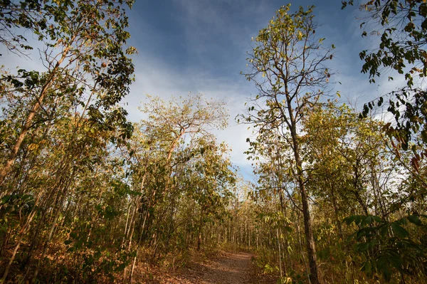 Hutan Deciduous, hutan Diterocarp Deciduous, pemandangan musim kemarau di Thailand — Stok Foto