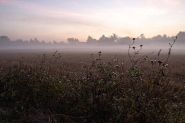 Sabah sisi Tayland 'ın Surin kentindeki pirinç tarlalarını kaplıyor. Sıcaklık düşük dereceye düştü. Düz bir arazide dağ olmayan nadir görülen bir doğa olayı..