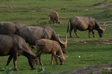 Buriram, Tayland 'da çim biçen su bufaloları.