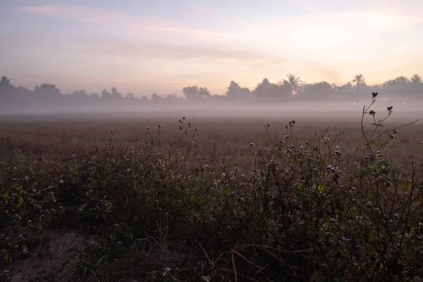 Niebla Mañana Están Sobresaliendo Los Campos Arroz Surin Tailandia Como — Foto de Stock