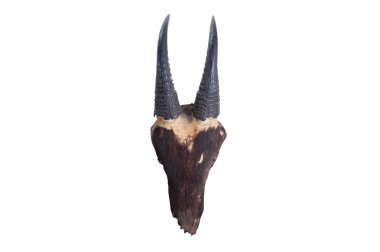 Güneybatı Çin serow (Capricornis mi baş kafatası baş kafatası