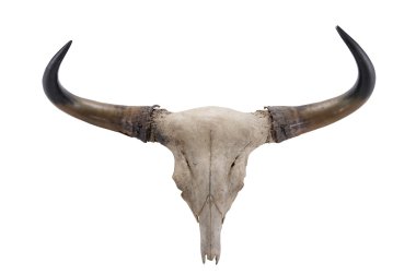 Beyaz adam izole Banteng(Bos javanicus) baş kafatası
