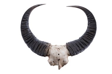 baş kafatası vahşi su üzerinde beyaz izole Buffalo (Bubalus arnee)