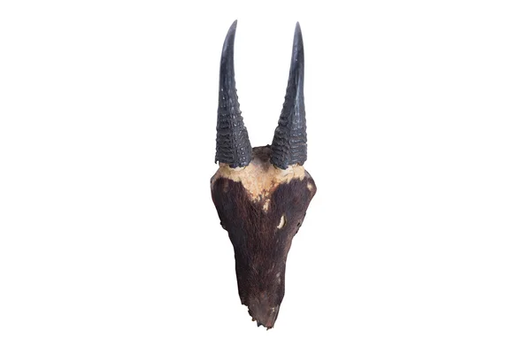 Head skull of head skull of Southwest china serow(Capricornis mi — Stock Photo, Image