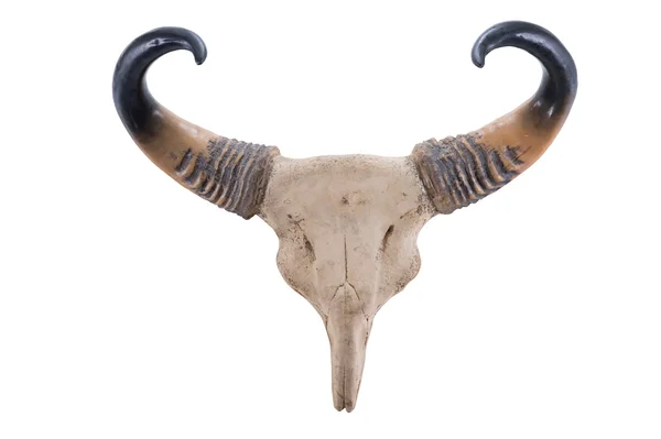 Head skull of Gaur(Bos gaurus) isolated on white background — Stock Photo, Image