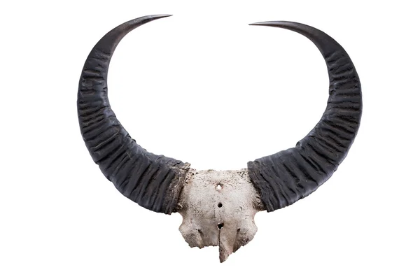 Crânio cabeça de búfalo de água selvagem (Bubalus arnee) isolado no whit — Fotografia de Stock