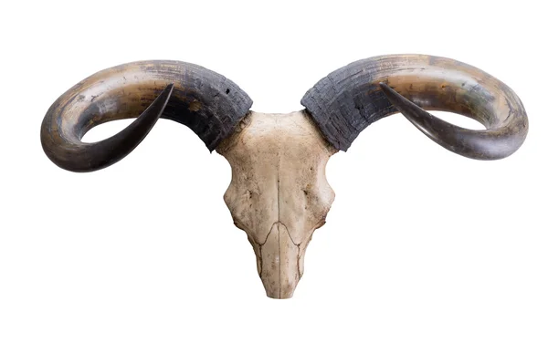 Head skull of bull(Bos sauveli) isolated on white background — Stock Photo, Image