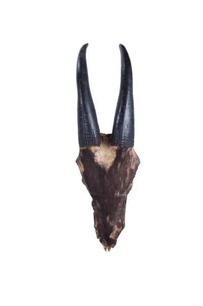 Fej koponya a fej koponyája gorál (Capricornis sumatraen — Stock Fotó