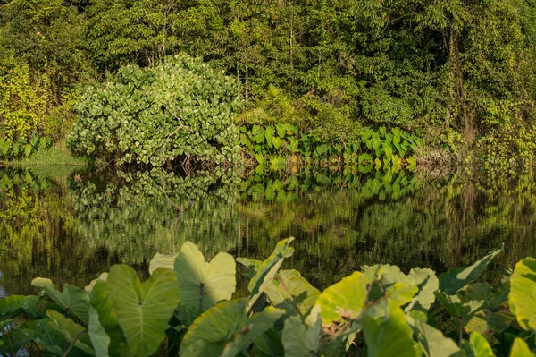 Campo de folhas de orelha de elefante verde (Colocasia ) — Fotografia de Stock