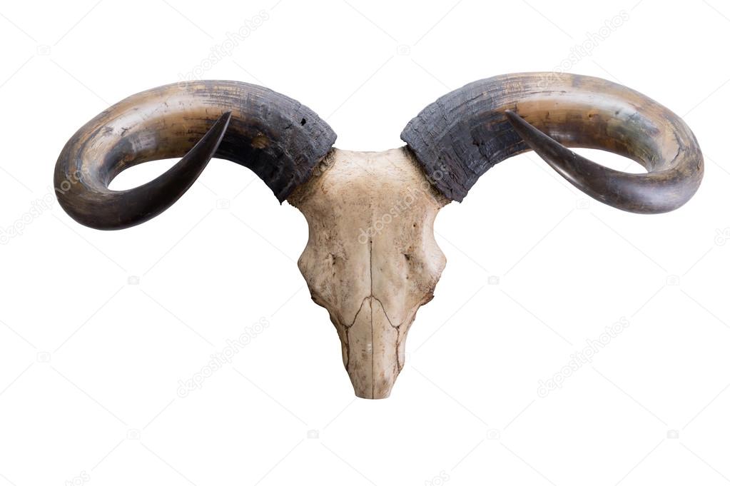 head skull of bull(Bos sauveli) isolated on white background
