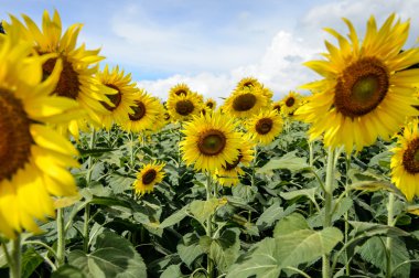 Bulutlu mavi gökyüzü ve parlak güneş ışıkları ile ayçiçeği alan
