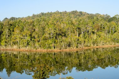 Bahar orman nehre yansıtılır