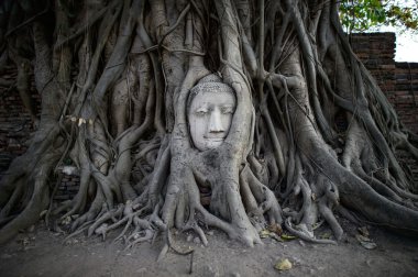 Ağaç kökleri Wat Mahathat Tapınağı'nda baş Buda heykeli, 