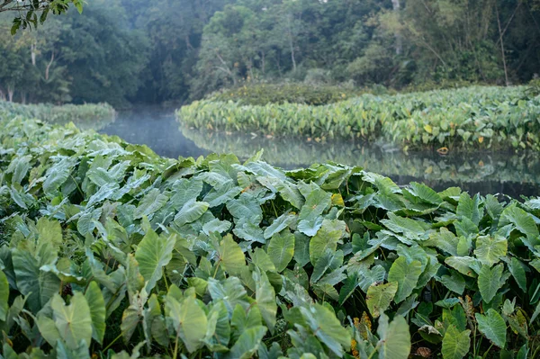 Gebied van groene olifant oor bladeren (Colocasia) — Stockfoto