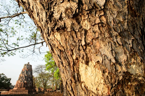 Visão geral dos templos de Ayutthaya na Tailândia. Ruínas de bric antigo — Fotografia de Stock