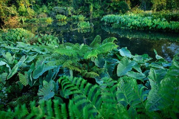 Campo de folhas de orelha de elefante verde (Colocasia ) — Fotografia de Stock