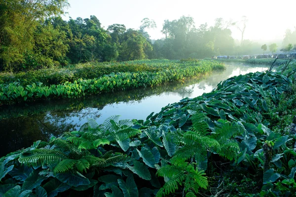 Gebied van groene olifant oor bladeren (Colocasia) — Stockfoto