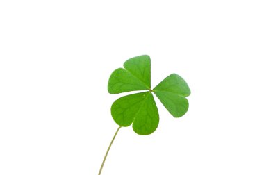 (Oxalis corniculata L.), yaprak formu ve doku