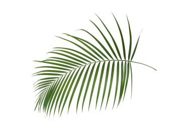 Palm, yaprak formu ve doku